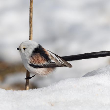 16 - Fulufjellets Nasjonalparker - Natur-, Dyre- Og Fugleopplevelser Ljørdal Exteriör bild