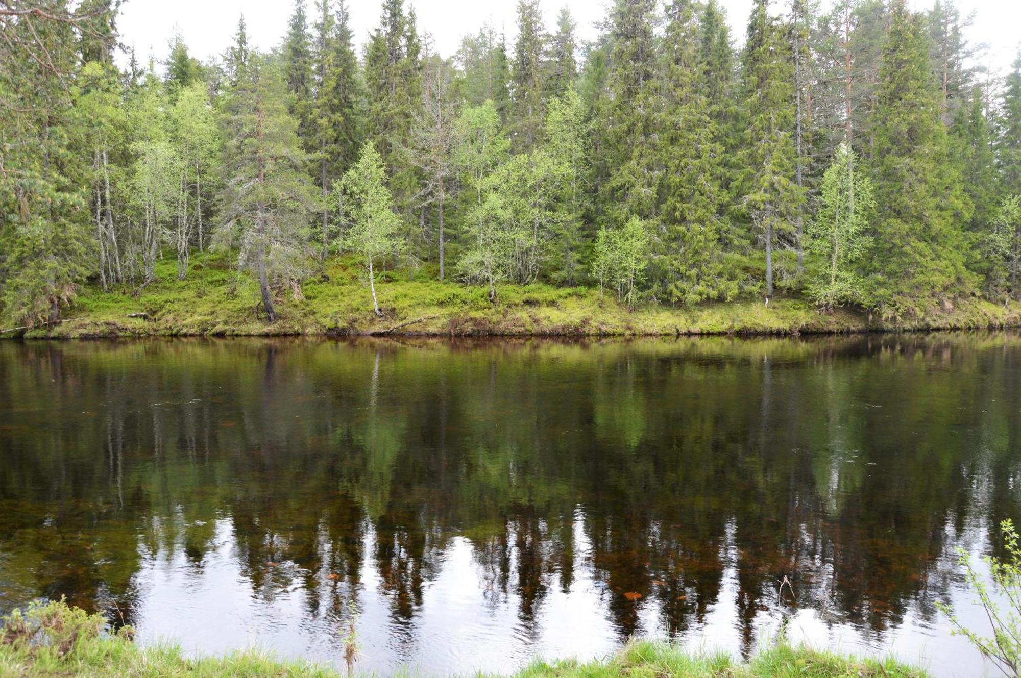 16 - Fulufjellets Nasjonalparker - Natur-, Dyre- Og Fugleopplevelser Ljørdal Exteriör bild