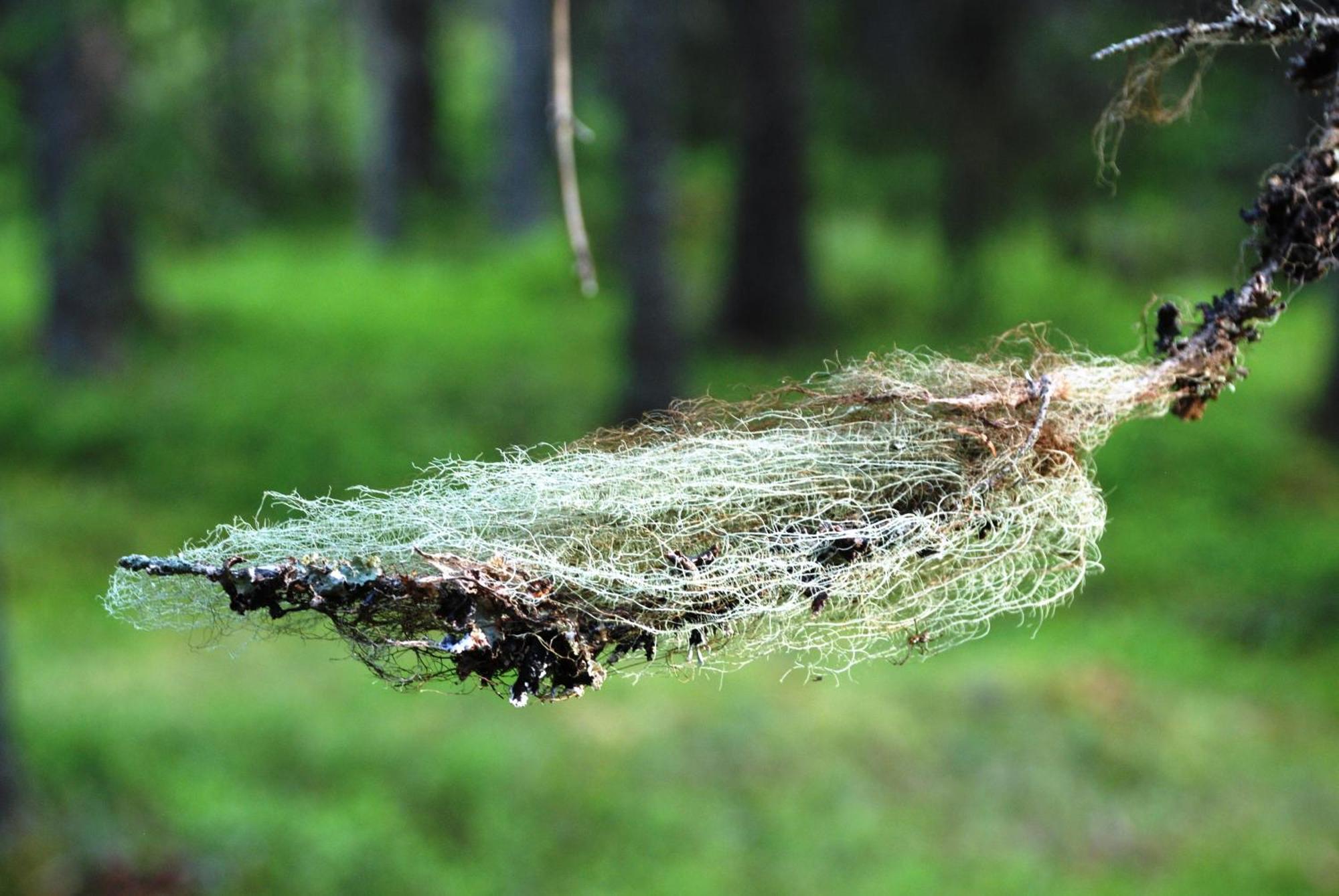 16 - Fulufjellets Nasjonalparker - Natur-, Dyre- Og Fugleopplevelser Ljørdal Exteriör bild