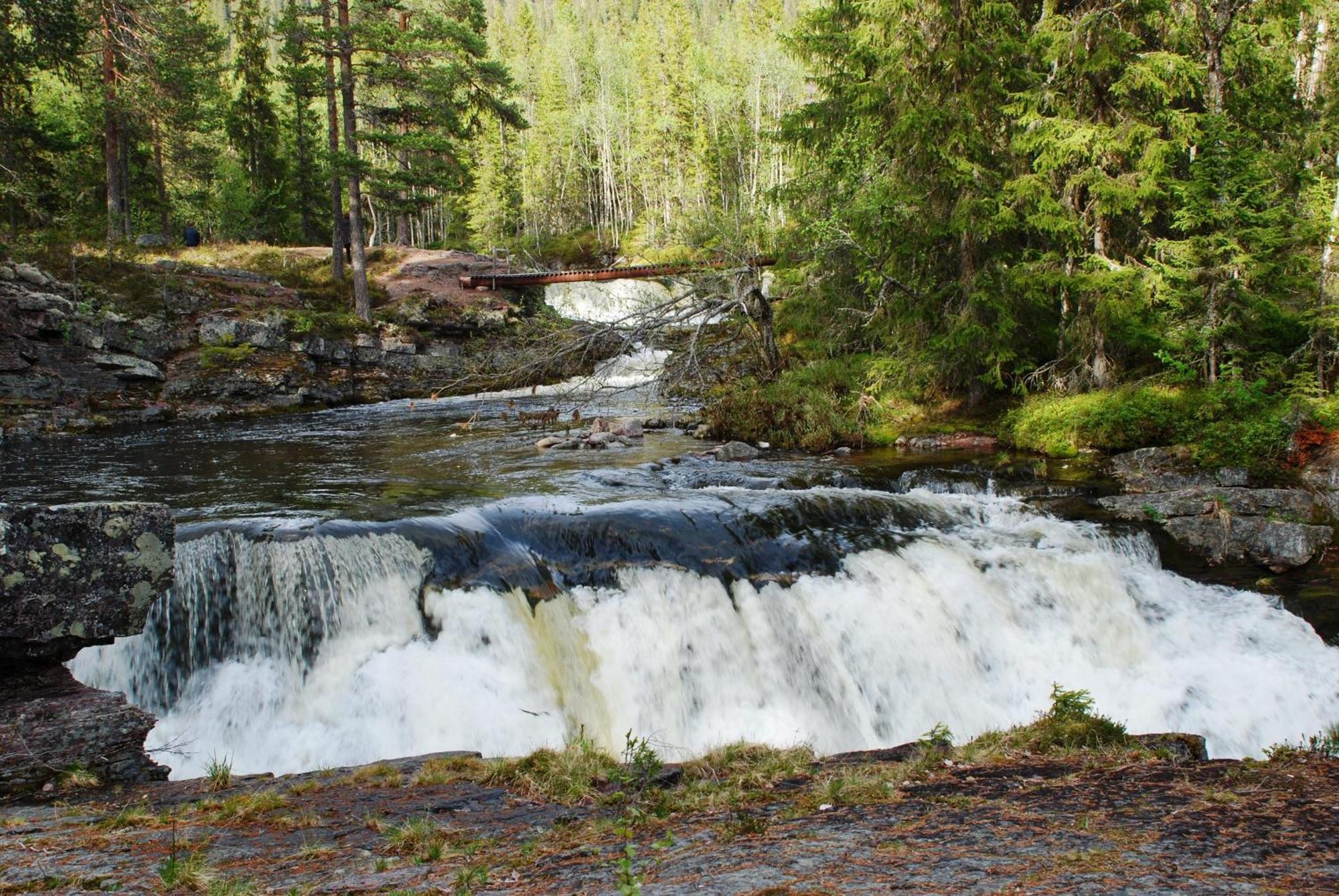 16 - Fulufjellets Nasjonalparker - Natur-, Dyre- Og Fugleopplevelser Ljørdal Exteriör bild