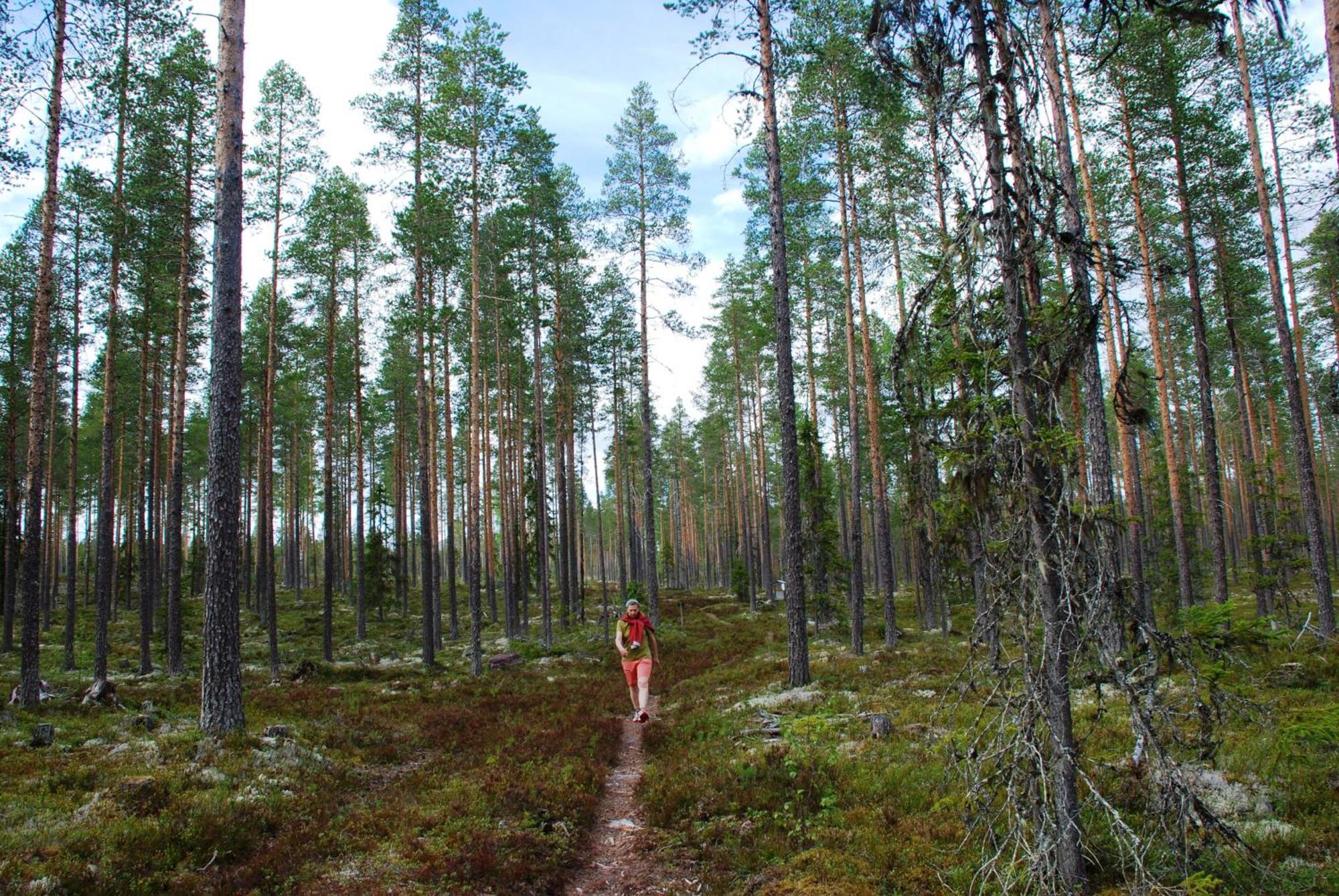 16 - Fulufjellets Nasjonalparker - Natur-, Dyre- Og Fugleopplevelser Ljørdal Exteriör bild
