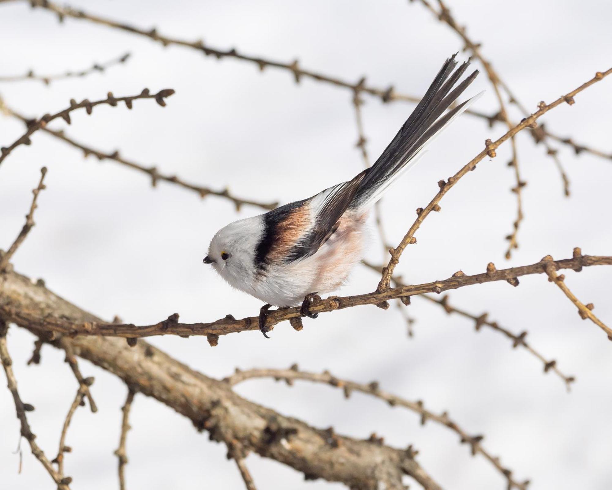16 - Fulufjellets Nasjonalparker - Natur-, Dyre- Og Fugleopplevelser Ljørdal Exteriör bild