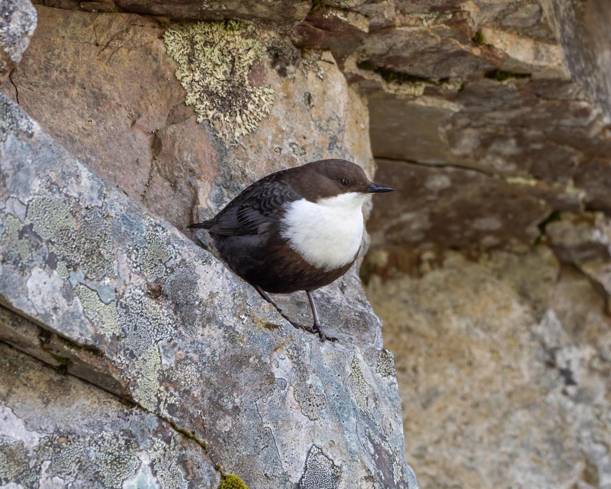 16 - Fulufjellets Nasjonalparker - Natur-, Dyre- Og Fugleopplevelser Ljørdal Exteriör bild