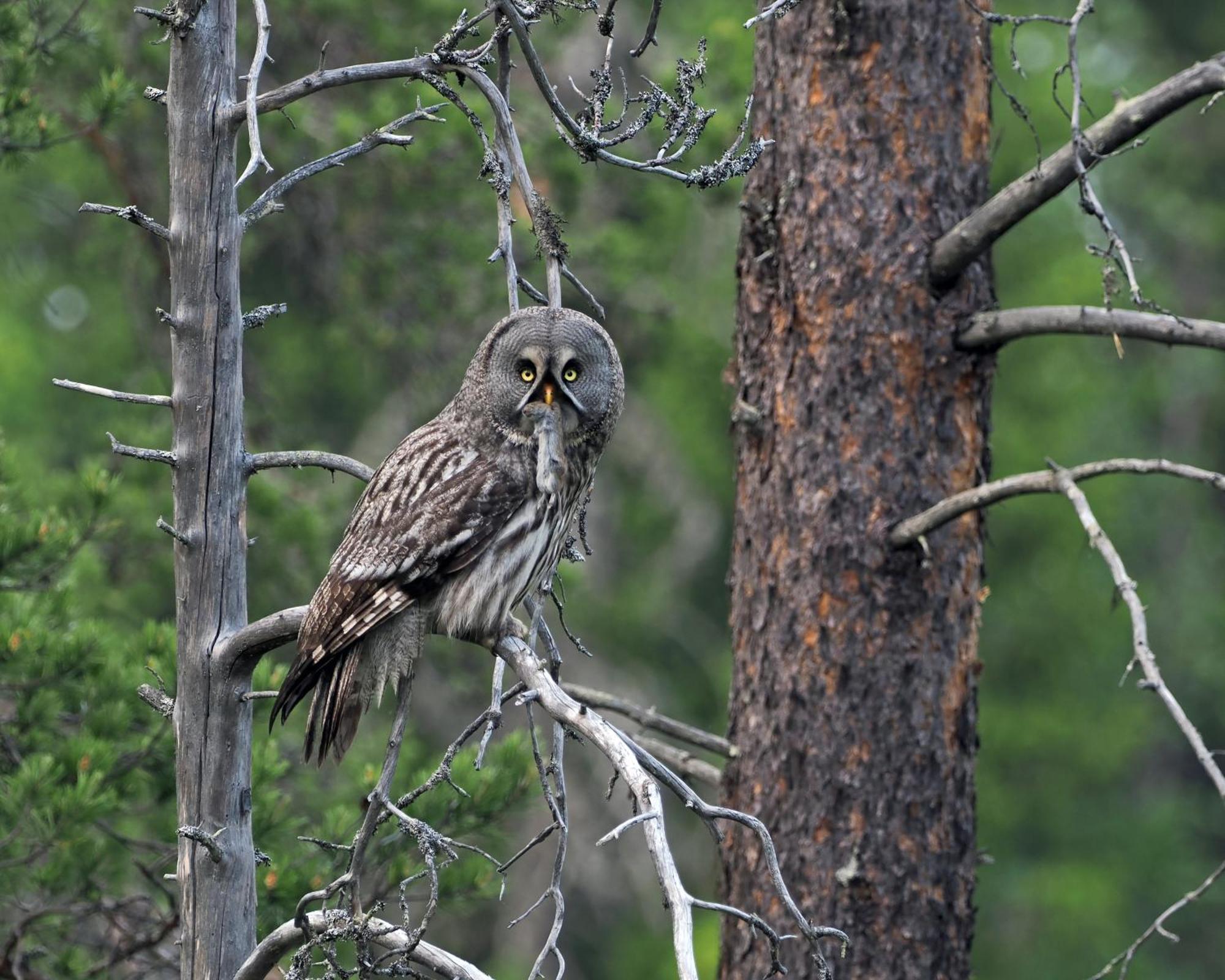16 - Fulufjellets Nasjonalparker - Natur-, Dyre- Og Fugleopplevelser Ljørdal Exteriör bild
