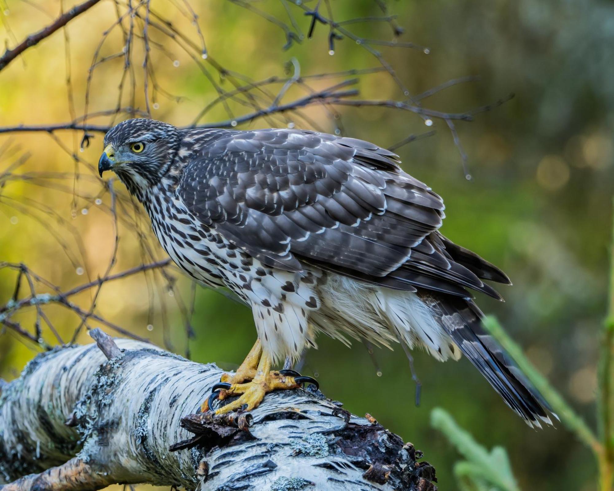 16 - Fulufjellets Nasjonalparker - Natur-, Dyre- Og Fugleopplevelser Ljørdal Exteriör bild