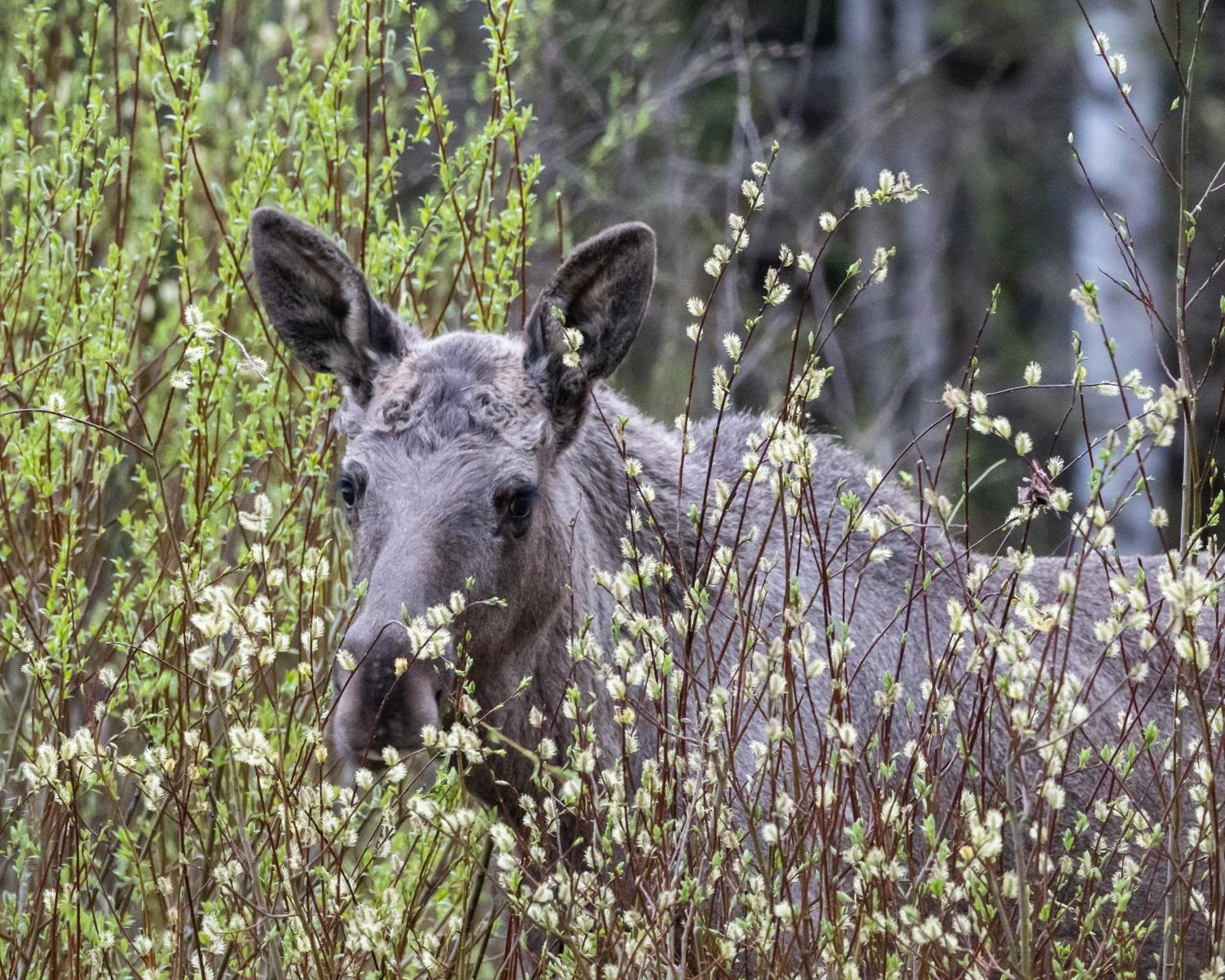16 - Fulufjellets Nasjonalparker - Natur-, Dyre- Og Fugleopplevelser Ljørdal Exteriör bild